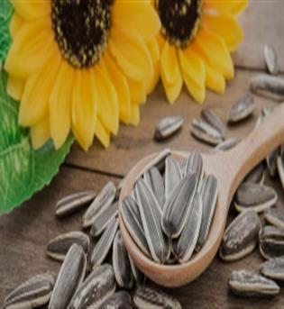 تخمه آفتابگردان  دورسفید